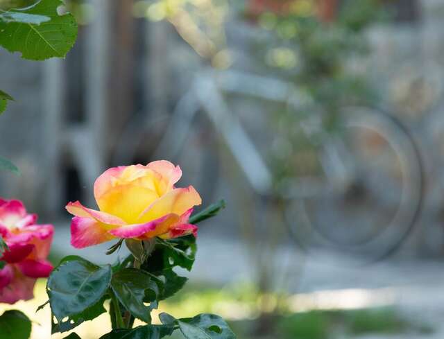 Апартаменты Plamenatz studio apartments Вирпазар-14